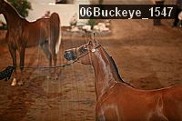 06buckeye_1547 proof