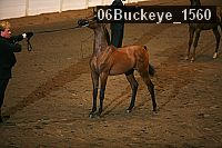 06buckeye_1560 proof