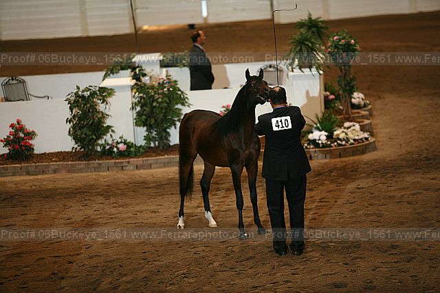 Proof 06buckeye_1561