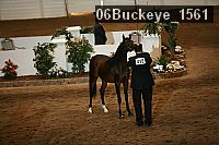 06buckeye_1561 proof