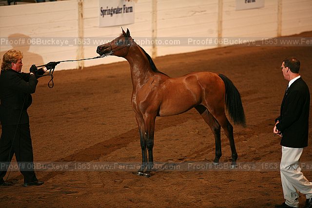 Proof 06buckeye_1563