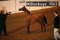 06buckeye_1563 proof