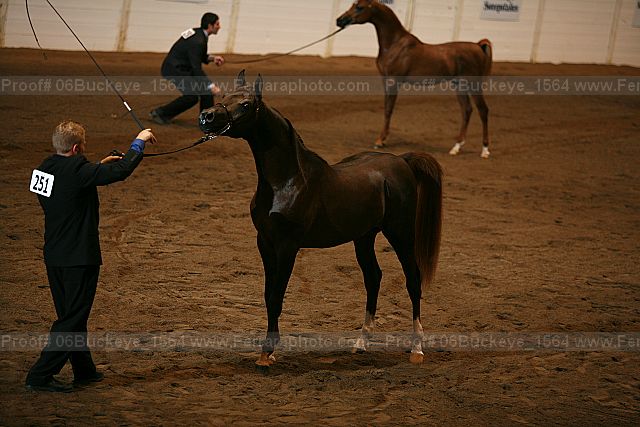 Proof 06buckeye_1564