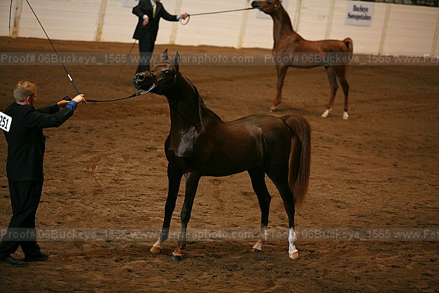 Proof 06buckeye_1565