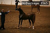 06buckeye_1565 proof