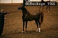 06buckeye_1566 proof