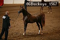 06buckeye_1567 proof
