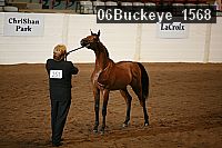 06buckeye_1568 proof