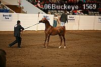 06buckeye_1569 proof