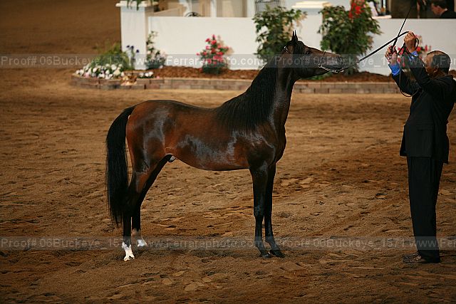 Proof 06buckeye_1571