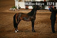 06buckeye_1571 proof