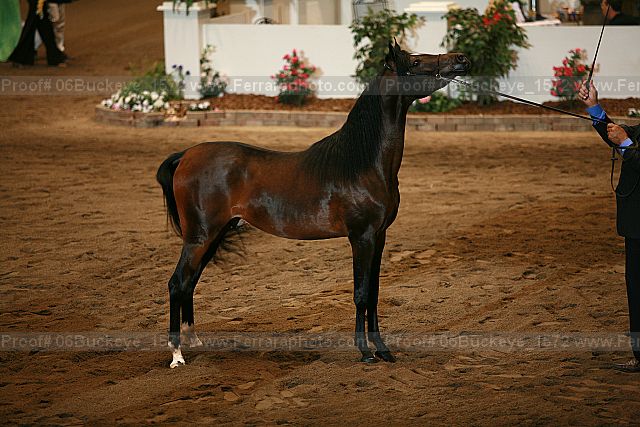 Proof 06buckeye_1572