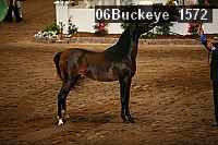 06buckeye_1572 proof