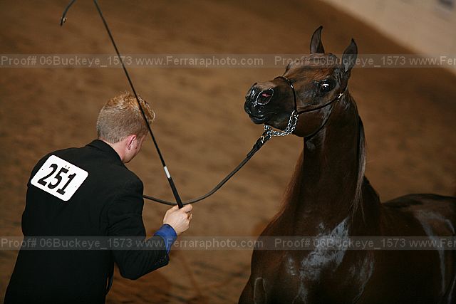 Proof 06buckeye_1573