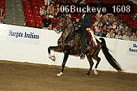06buckeye_1608 proof