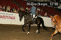 06buckeye_1710 proof