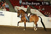 06buckeye_1716 proof