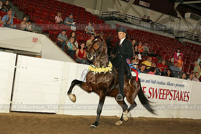 Proof 06buckeye_1744