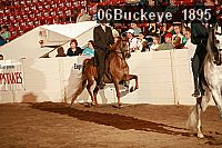 06buckeye_1895 proof