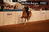 06buckeye_1987 proof