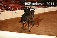 06buckeye_2011 proof