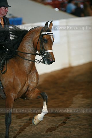 Proof 06buckeye_2178