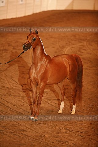 Proof 06buckeye_2471