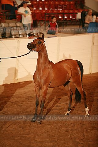 Proof 06buckeye_2476