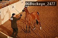 06buckeye_2477 proof