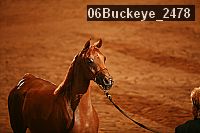 06buckeye_2478 proof