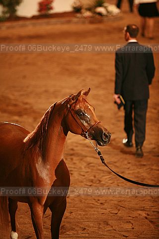 Proof 06buckeye_2479