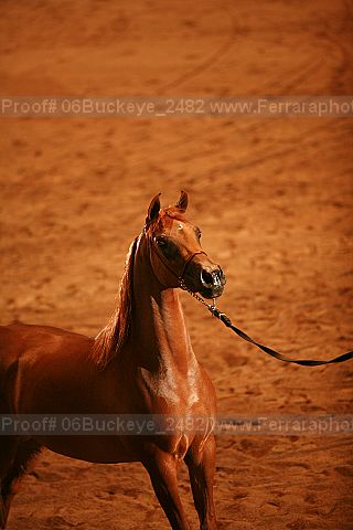 Proof 06buckeye_2482