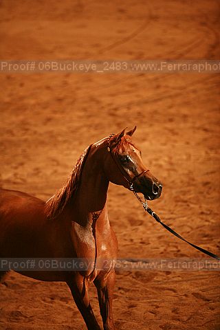 Proof 06buckeye_2483
