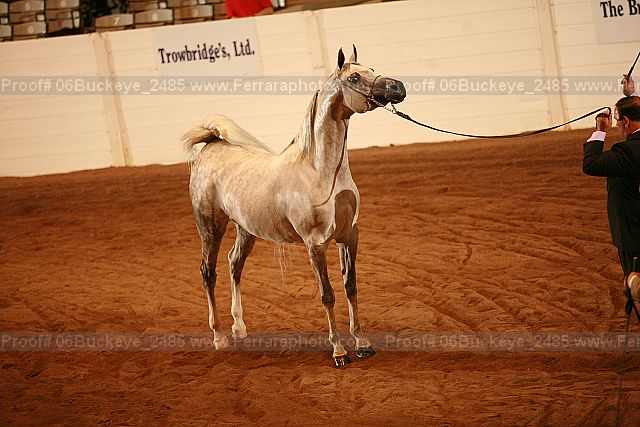 Proof 06buckeye_2485