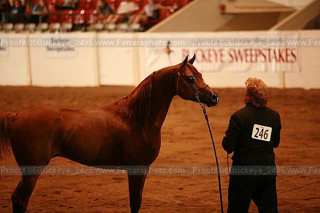 Proof 06buckeye_2495