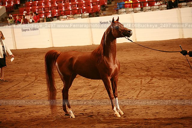 Proof 06buckeye_2497