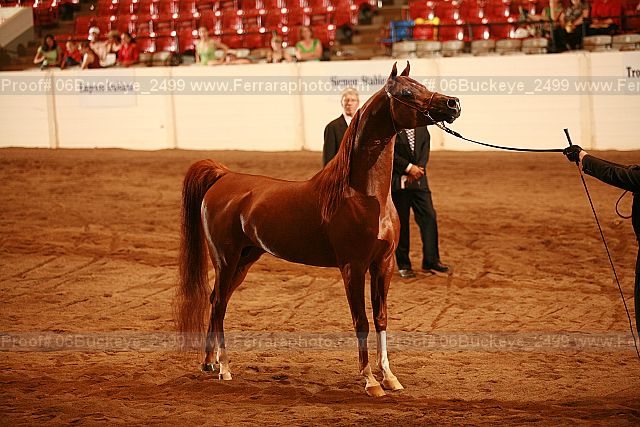 Proof 06buckeye_2499