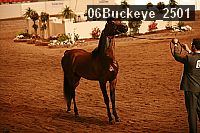 06buckeye_2501 proof