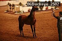 06buckeye_2502 proof