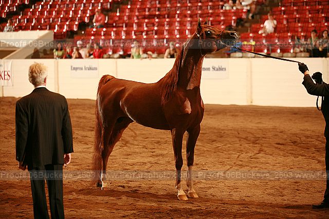 Proof 06buckeye_2503