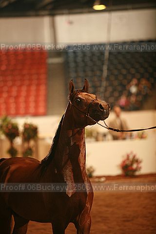 Proof 06buckeye_2505