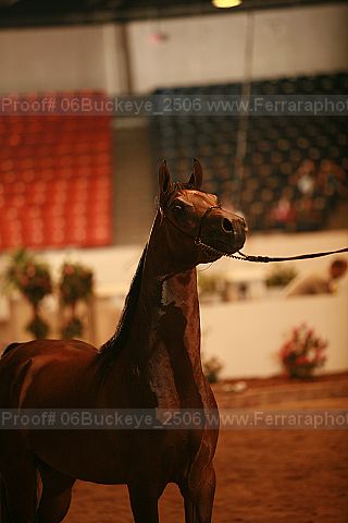 Proof 06buckeye_2506