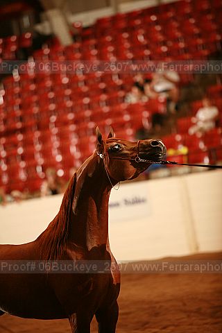 Proof 06buckeye_2507