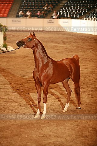 Proof 06buckeye_2508