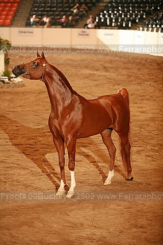 Proof 06buckeye_2509