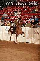 06buckeye_2916 proof
