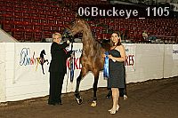 06buckeye_1105 proof