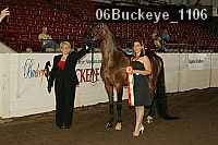 06buckeye_1106 proof