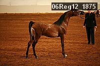 06reg12_1875 proof