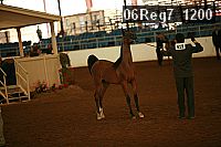 06reg7_1200 proof